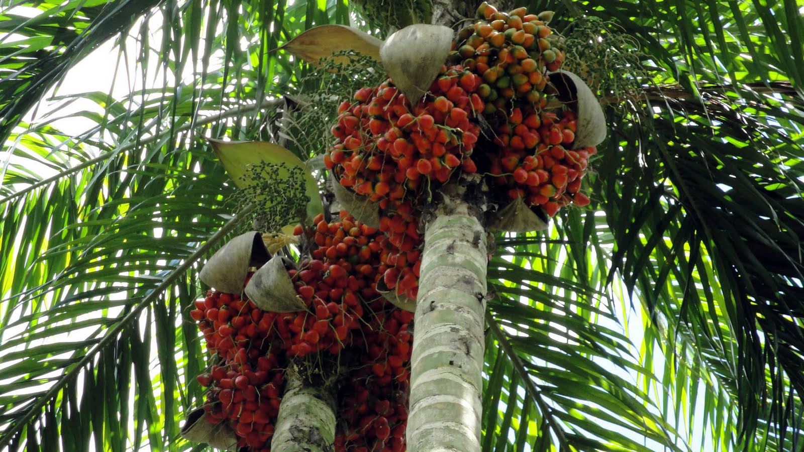 Palmeira pupunha se destaca como matéria-prima do palmito